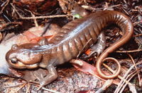 : Ambystoma gracile; Northwestern Salamander