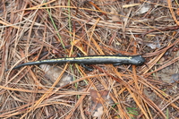 : Bolitoglossa mulleri