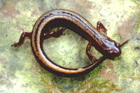 : Eurycea bislineata; Northern Two-lined Salamander