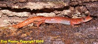 : Eurycea lucifuga; Cave Salamander