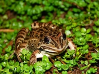 : Leptodactylus fuscus