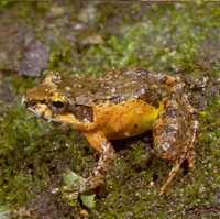 : Mantidactylus betsileanus; Malagasy Common Marsh Frog
