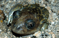 : Pelobates cultripes; Western Spadefoot