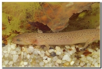 : Pseudotriton ruber schencki; Blue Ridge Red Salamander