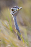 : Eupodotis melanogaster; Black Bellied Bustard