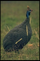 : Numida meleagris; Helmeted Guineafowl