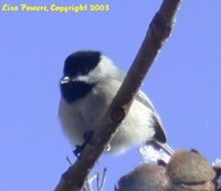 : Parus atricapillus; Black-capped Chickadee