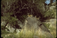 : Rhaphiceros campestris; Steenbok