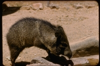 : Tayassu tajacu; Collared Peccary