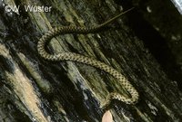 : Natrix tessellata; Dice Snake