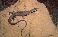 : Varanus tristis