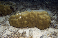 : Porites lutea