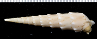 : Terebra crenulata