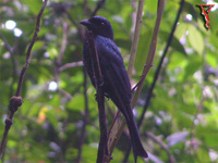 Greater Racket-tailed Drongo(Dicrurus paradiseus)