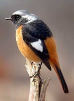 딱새 Phoenicurus auroreus | Daurian redstart