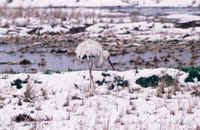 Two photos of Siberian Cranes taken during FONT Japan Winter Tours in