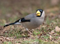 Japanese Grosbeak » Eophona personata