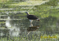 Photo of orel šedohlavý Ichthyophaga ichthyaetus Grey headed fisch Eagle Graukopf Seeadler