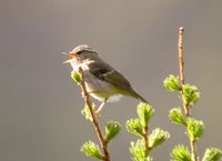 Chinese Leaf Warbler » Phylloscopus yunnanensis