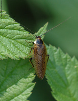 Ectobius lapponicus - Dusky Cockroach