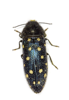 Acmaeodera degener