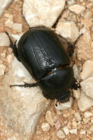 Pentodon idiota