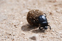 Scarabaeus sacer