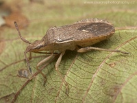 Ceraleptus lividus
