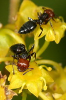 Crematogaster scutellaris