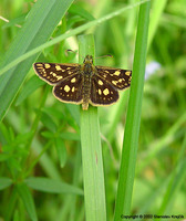 Carterocephalus palaemon - Chequered Skipper