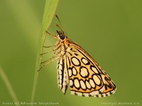 Heteropterus morpheus - Large Chequered Skipper