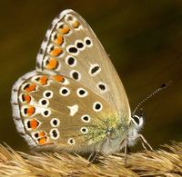 Polyommatus bellargus - Adonis Blue