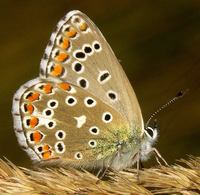 Polyommatus bellargus - Adonis Blue