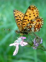 Boloria selene - Small Pearl-bordered Fritillary