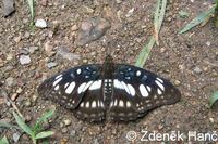 Athyma ranga