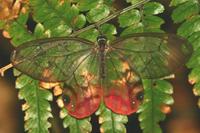 Cithaerias menander