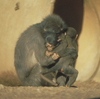 Sooty mangabey (Cercocebus atys)