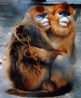 Golden snub-nosed monkey (Rhinopithecus roxellana)