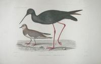 Kaki, the black stilt and NZ dotterel - Himantopus novaezelandiae