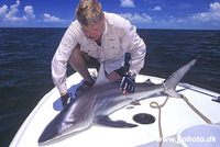 Carcharhinus brevipinna, Spinner shark: fisheries, gamefish