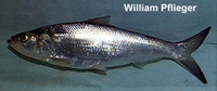 Alosa chrysochloris, Skipjack shad: fisheries, gamefish
