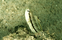 Petroscirtes xestus, Xestus sabretooth blenny: aquarium