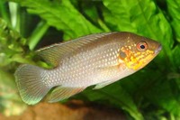 Hemichromis cerasogaster, :