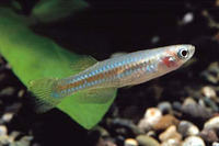 Lacustricola pumilus, Tanganyika lampeye: aquarium