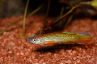 Epiplatys fasciolatus, : aquarium