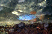 Nothobranchius thierryi, Togo Killifish: aquarium