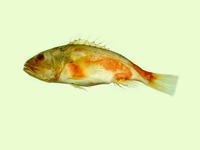 Setarches longimanus, :