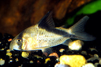 Corydoras melini, Bandit corydoras: aquarium