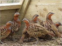 Chinese Bamboo-Partridge Bambusicola thoracica thoracica