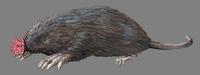 Image of: Condylura cristata (star-nosed mole)